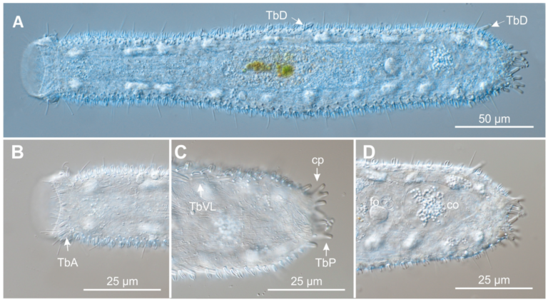 Tetranchyroderma heterotubulatum Tetranchyroderma heterotubulatum