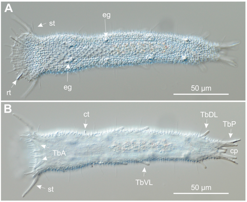Tetranchyroderma papii Tetranchyroderma papii