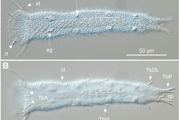 Tetranchyroderma papii Tetranchyroderma papii