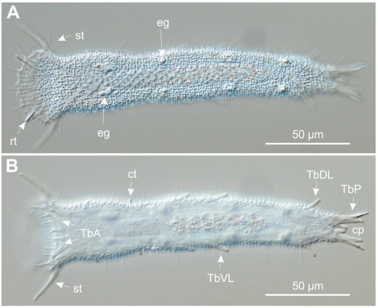 Tetranchyroderma papii Tetranchyroderma papii