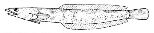 Tewara cranwellae (Tewara cranwellae) |commons:File:Tewara cranwellae (New Zealand sand diver).gif