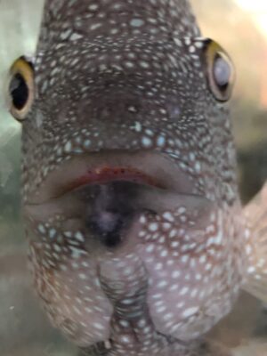 Texas Cichlid (Herichthys cyanoguttatus) |commons:File:BGSU Herichthys cyanoguttatus.jpg