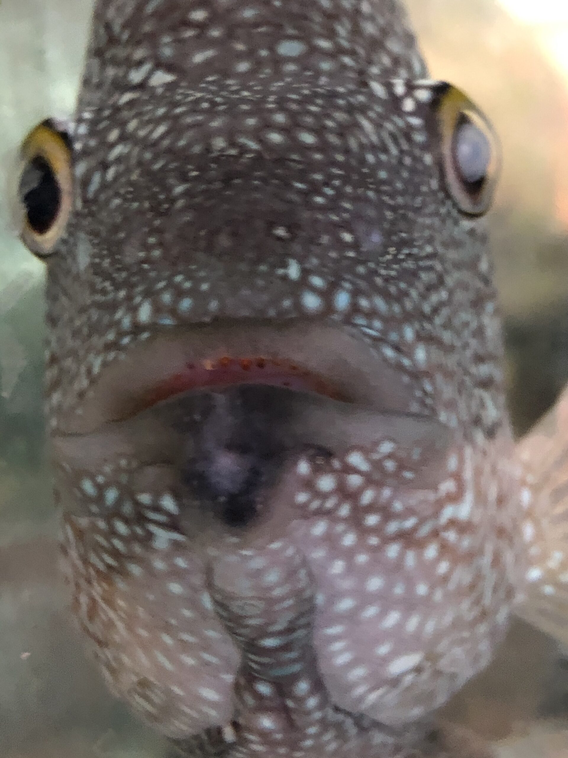 Texas Cichlid (Herichthys cyanoguttatus) |commons:File:BGSU Herichthys cyanoguttatus.jpg