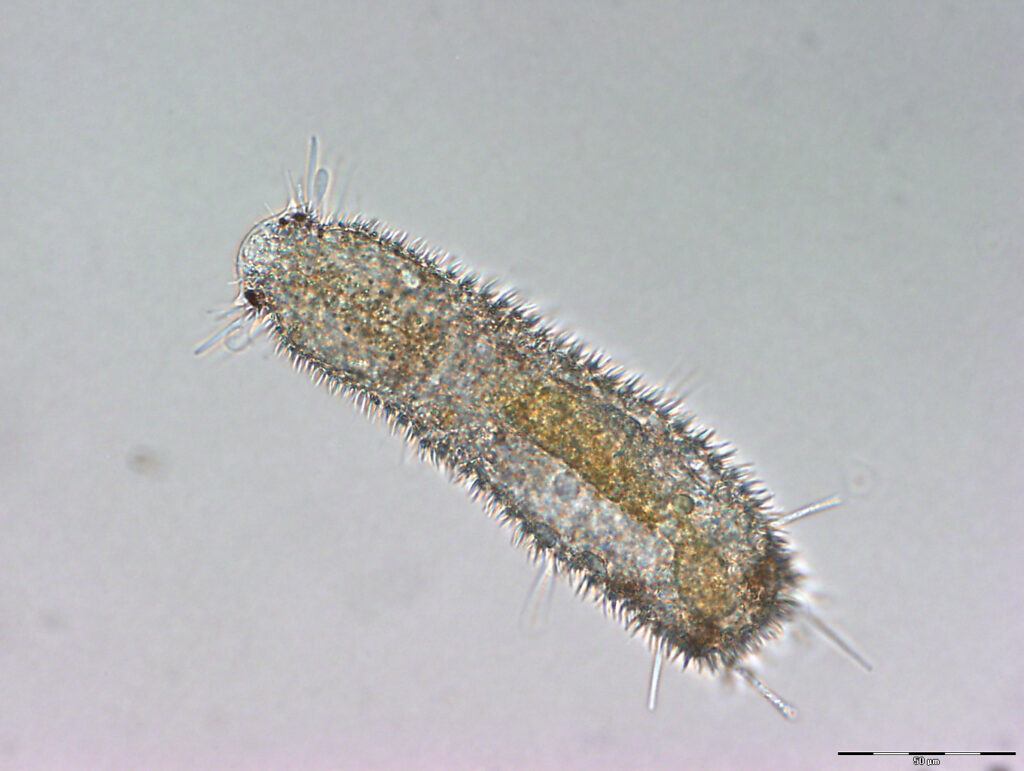 Thaumastoderma heideri Thaumastoderma heideri