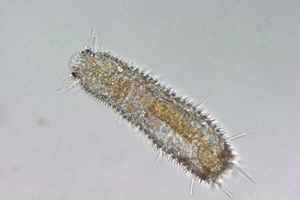 Thaumastoderma heideri Thaumastoderma heideri