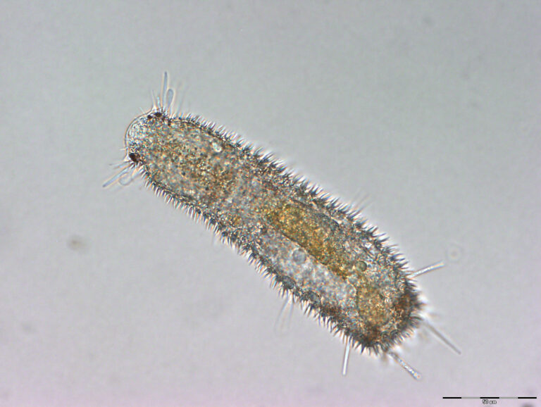 Thaumastoderma heideri Thaumastoderma heideri