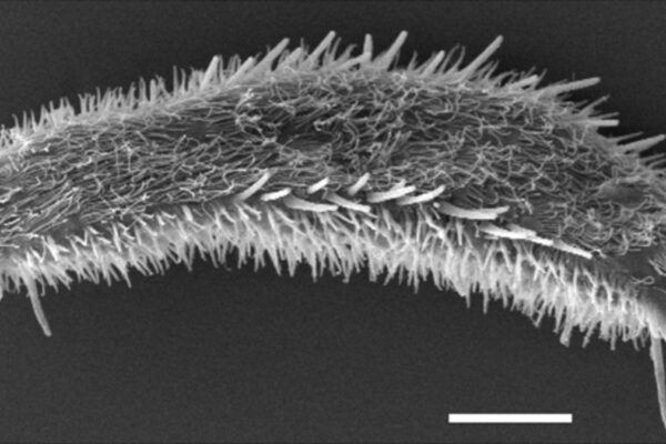 Thaumastoderma ramuliferum Thaumastoderma ramuliferum
