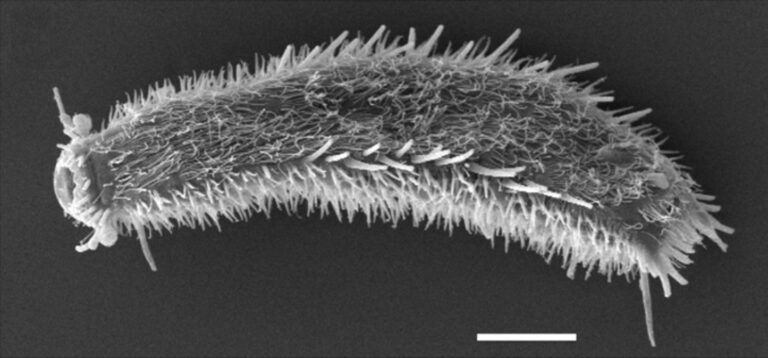 Thaumastoderma ramuliferum Thaumastoderma ramuliferum