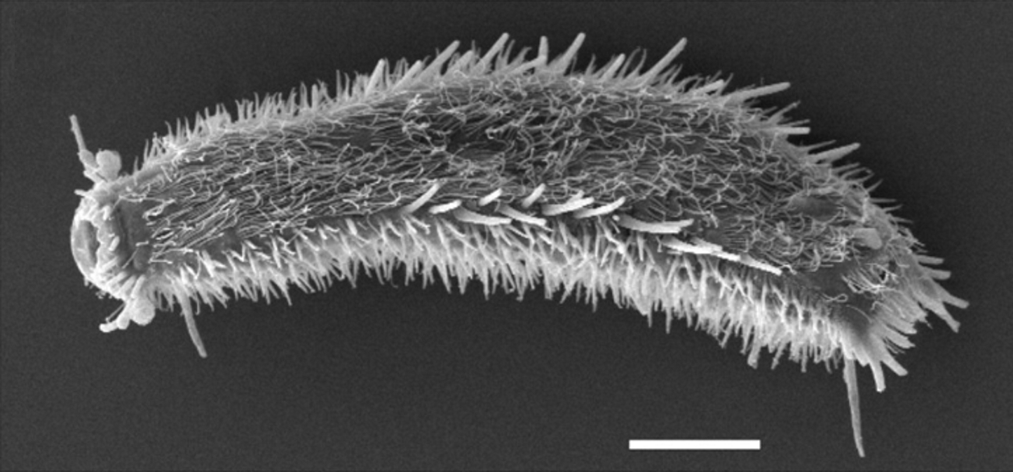Thaumastoderma ramuliferum Thaumastoderma ramuliferum