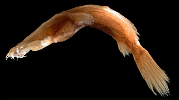 Thaumatichthys binghami (Thaumatichthys binghami) |commons:File:BMC - Thaumatichthyidae-Thaumatichthys.binghami.jpg