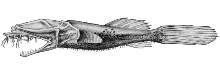 Thaumatichthys pagidostomus (Thaumatichthys pagidostomus) |commons:File:Thaumatichthys pagidostomus.jpg