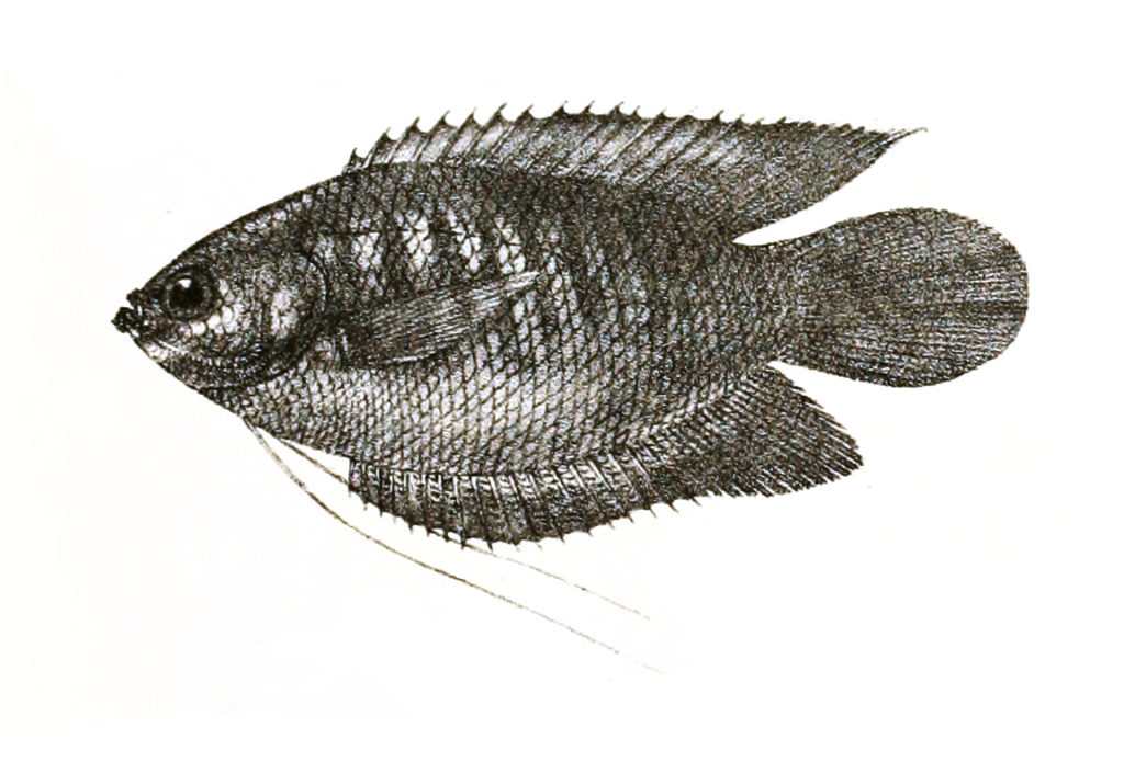 Thick-Lip Gourami (Trichogaster labiosa) |commons:File:Trichogaster labiosus Ford 79.jpg