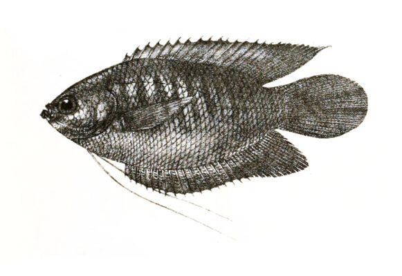 Thick-Lip Gourami (Trichogaster labiosa) |commons:File:Trichogaster labiosus Ford 79.jpg