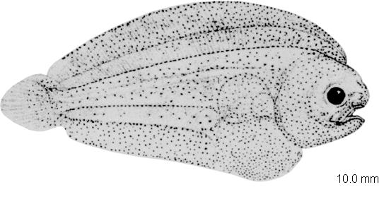 Thickback Sole (Microchirus variegatus) |commons:File:Microchirus variegatus.JPG