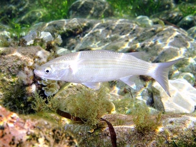 Thicklip Grey Mullet (Chelon labrosus) |commons:File:Chelon labrosus.jpg