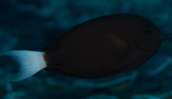 Thompson's Surgeonfish (Acanthurus thompsoni) |commons:File:Acanthurus thompsoni 15934228.jpg