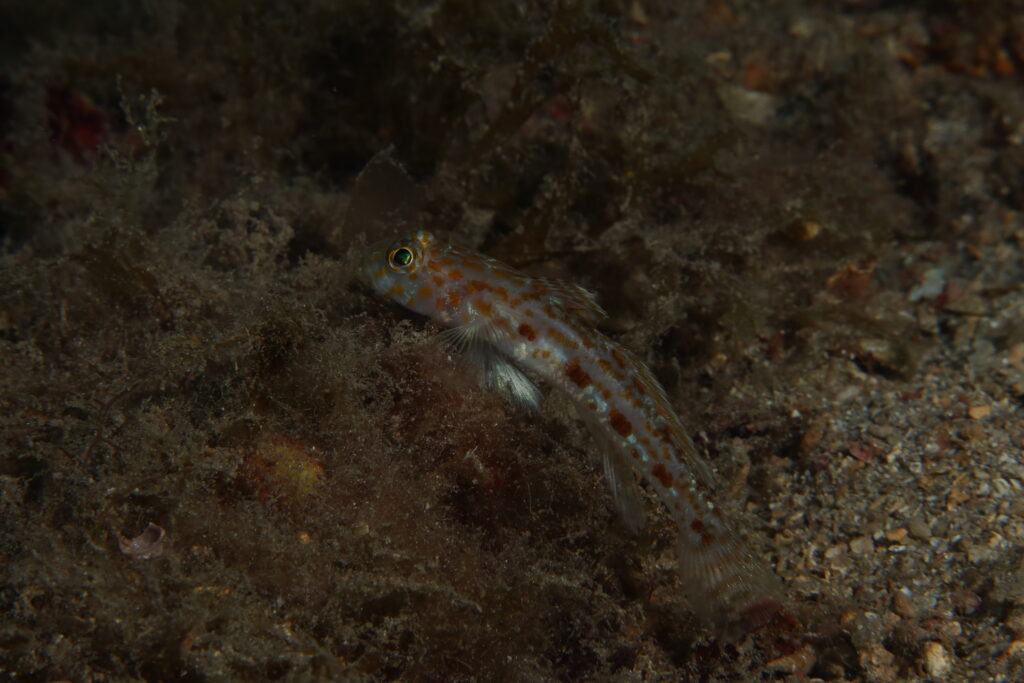 Thorogobius macrolepis (Thorogobius macrolepis) |commons:File:Thorogobius macrolepis.jpg