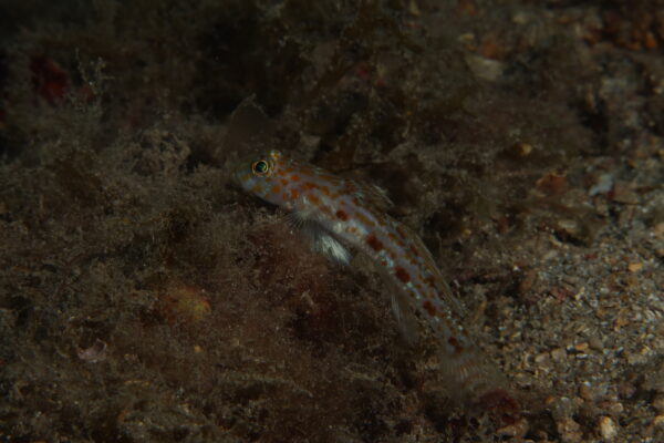 Thorogobius macrolepis (Thorogobius macrolepis) |commons:File:Thorogobius macrolepis.jpg