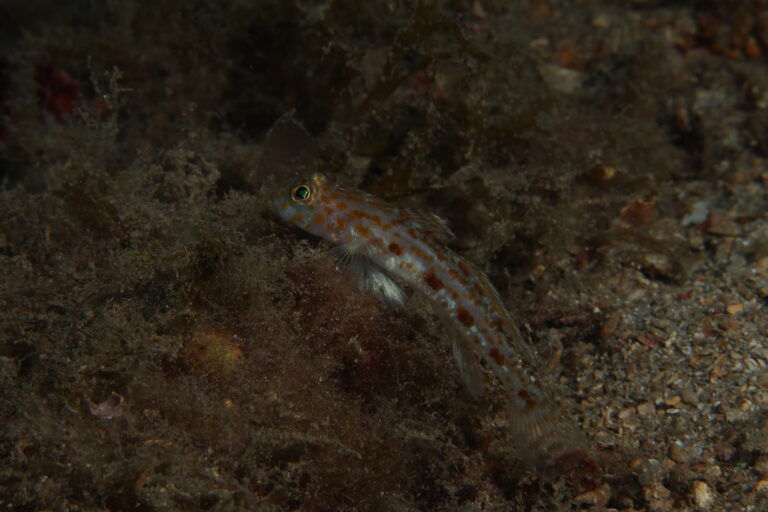 Thorogobius macrolepis (Thorogobius macrolepis) |commons:File:Thorogobius macrolepis.jpg