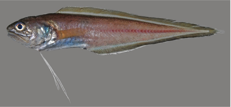 Thread Brotula (Neobythites stelliferoides) |commons:File:Neobythites stelliferoides.png