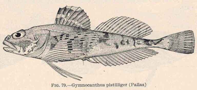 Threaded Sculpin (Gymnocanthus pistilliger) |commons:File:FMIB 39403 Gymnocanthus pistilliger (Pallas).jpeg