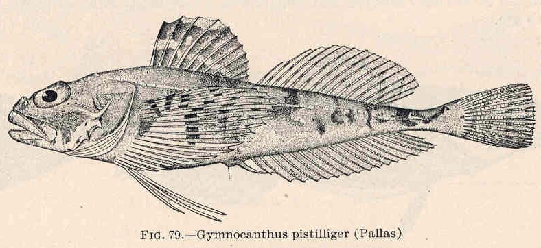 Threaded Sculpin (Gymnocanthus pistilliger) |commons:File:FMIB 39403 Gymnocanthus pistilliger (Pallas).jpeg
