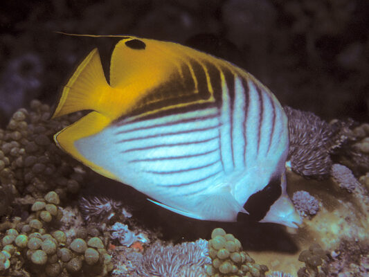 Threadfin Butterflyfish (Chaetodon auriga) |commons:File:Bep chaetodon auriga pemba.jpg