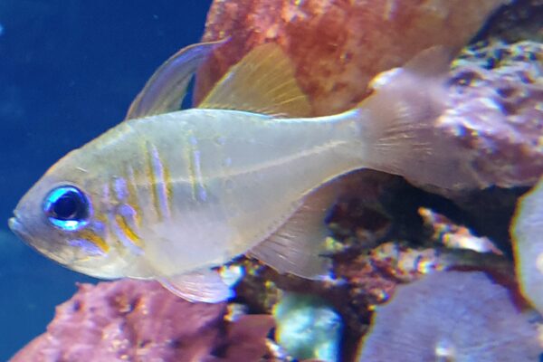 Threadfin Cardinal Zoramia leptacantha