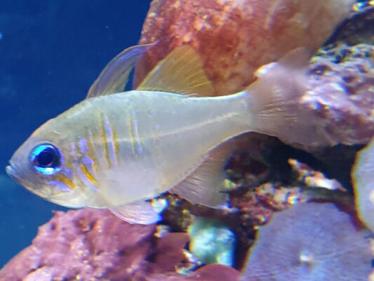Threadfin Cardinalfish (Zoramia leptacantha) |commons:File:Percoidei - Zoramia leptacantha - 1.jpg