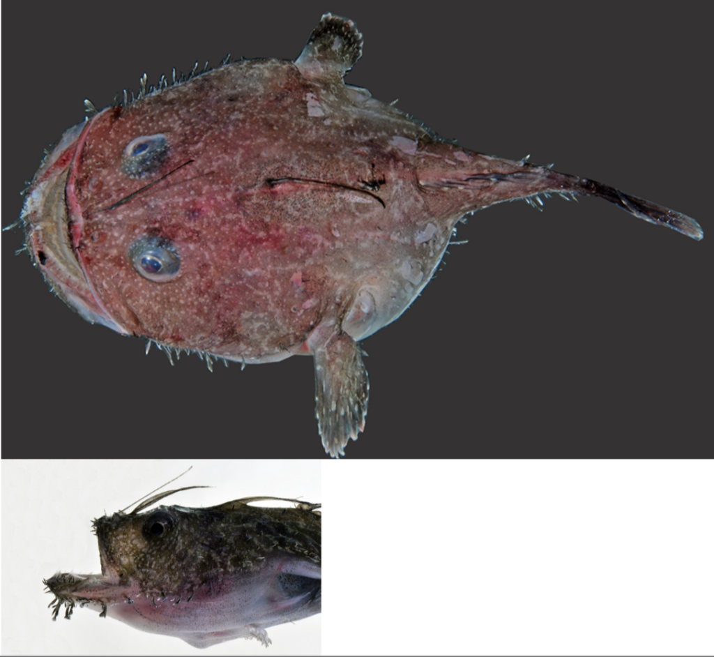 Threadfin Goosefish (Lophiodes spilurus) |commons:File:Lophiodes spilurus.png