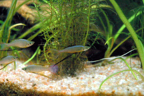 Threadfin Rainbowfish (Iriatherina werneri) |commons:File:Iriatherina Werneri-Male group.jpg