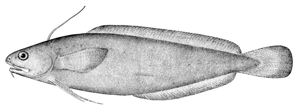 Threadfin Rockling (Gaidropsarus ensis) |commons:File:Gaidropsarus ensis.jpg