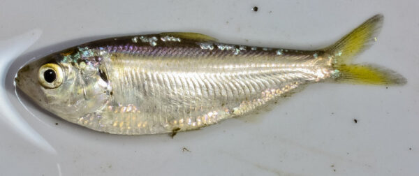 Threadfin Shad (Dorosoma petenense) |commons:File:Dorosoma petenense.jpeg