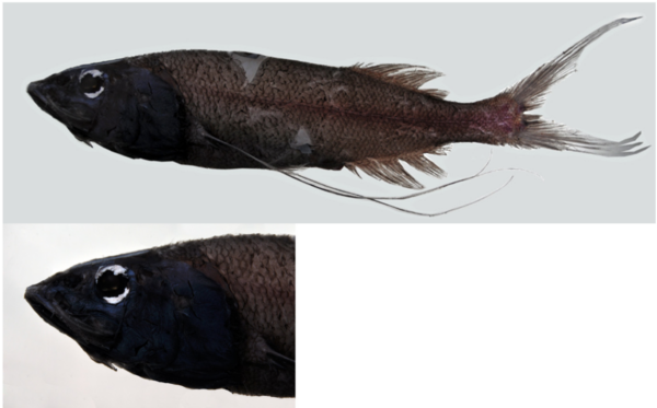 Threadfin Slickhead (Talismania bifurcata) |commons:File:Talismania bifurcata.png