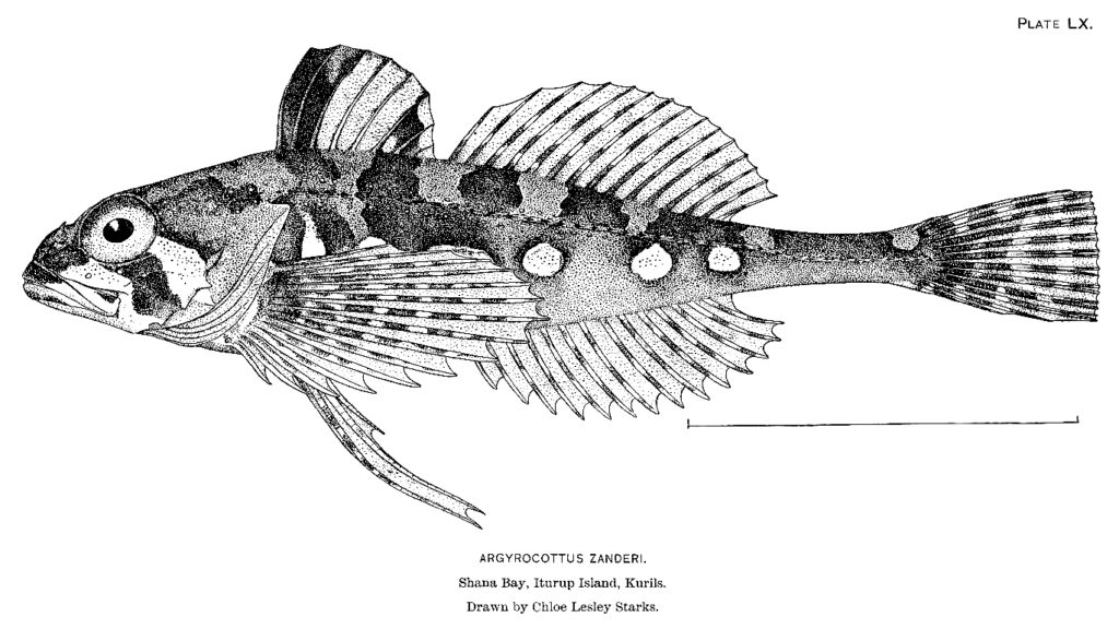 Threadfoot Sculpin (Argyrocottus zanderi) |commons:File:Argyrocottus zanderi.jpg