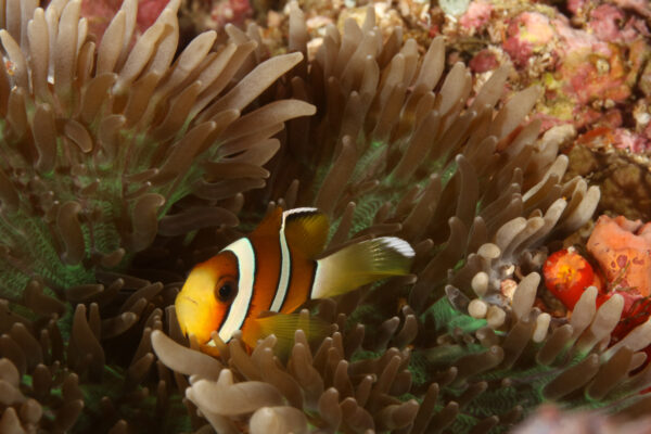 Three-Band Clownfish (Amphiprion tricinctus) |commons:File:Amphiprion tricinctus 11-2022.JPG