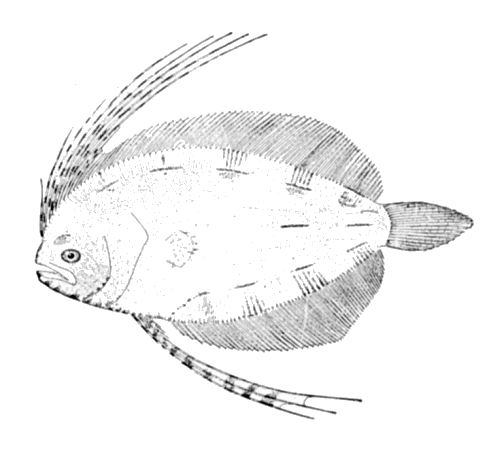 Three-eye Flounder (Ancylopsetta dilecta) |commons:File:Ancylopsetta dilecta.jpg