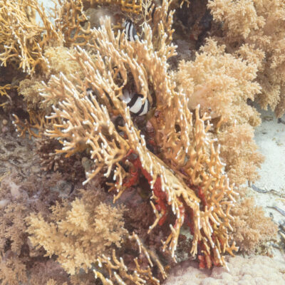 Three Stripe Damsel (Dascyllus aruanus) |commons:File:Damiselas de tres bandas (Dascyllus aruanus) en coral (Millepora dichotoma), parque nacional Ras Muhammad, Egipto, 2022-03-29, DD 52.jpg