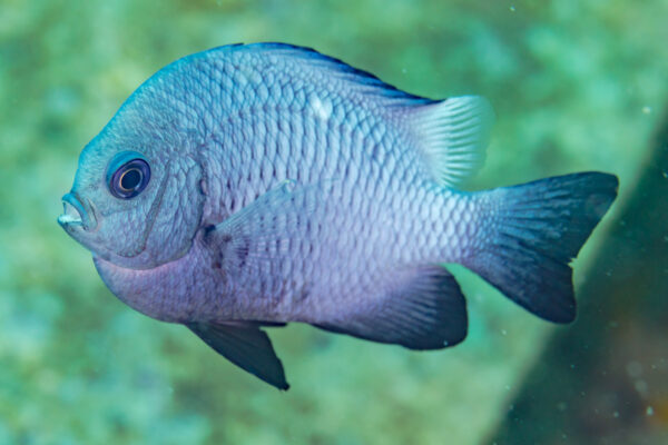 Three Stripe Damselfish Dascyllus trimaculatus
