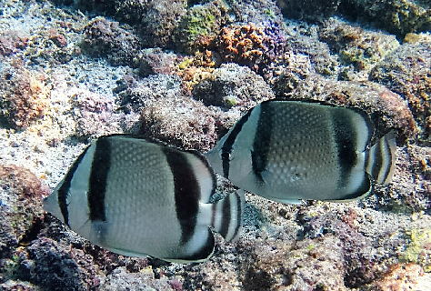 Threebanded Butterflyfish (Chaetodon humeralis) |commons:File:Chaetodon humeralis, Galápagos.png