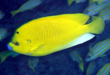 Threespot Angelfish (Apolemichthys trimaculatus) |commons:File:Apolemichthys trimaculatus.JPG