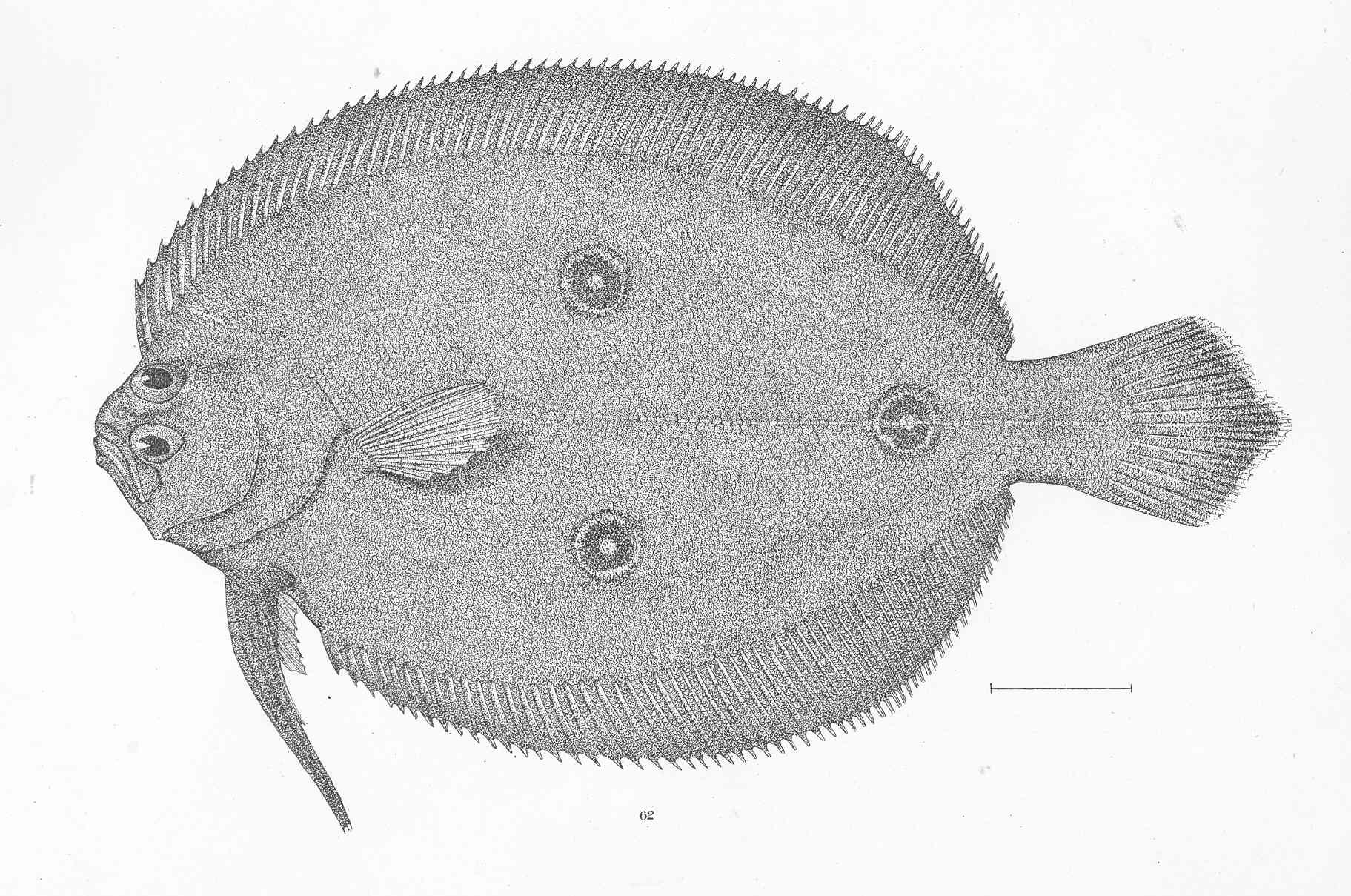 Threespot Sand Flounder (Ancylopsetta dendritica) |commons:File:FMIB 50674 Ancylopsetta dendrittica Gilbert Panama.jpeg