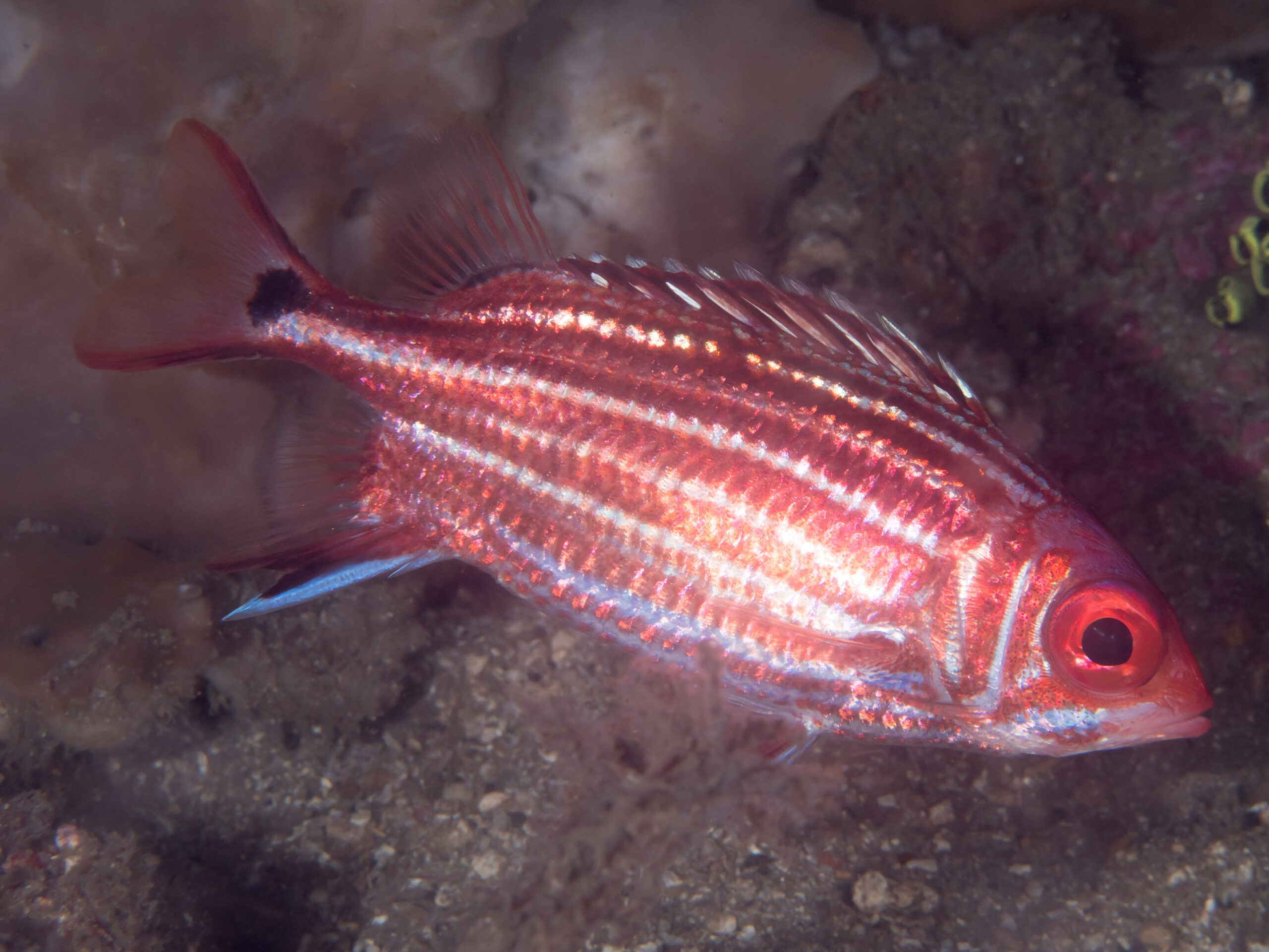Threespot Squirrelfish (Sargocentron cornutum) |commons:File:Threespot squirrelfish (Sargocentron cornutum) (41153732835).jpg