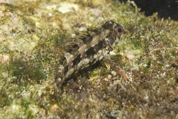 Throatspotted Blenny (Malacoctenus tetranemus) |commons:File:Malacoctenus tetranemus, Throatspotted Blenny.jpg