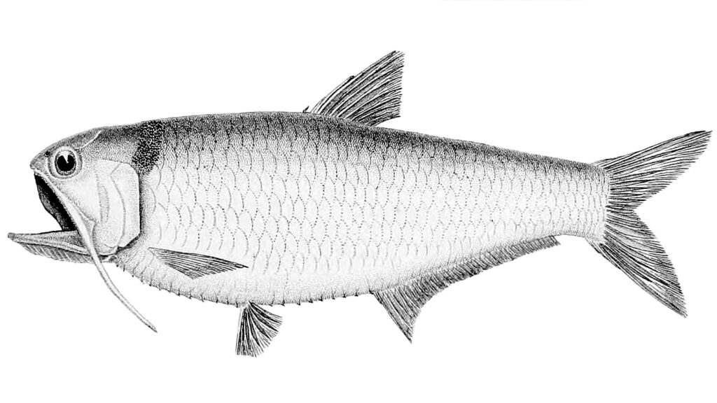 Thryssa dussumieri (Thryssa dussumieri) |commons:File:Thryssa dussumieri.jpg