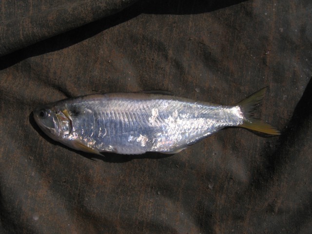 Thryssa hamiltonii (Thryssa hamiltonii) |commons:File:Thryssa hamiltonii.jpg