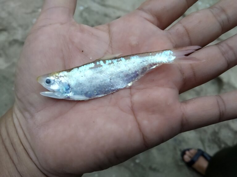 Thryssa kammalensis (Thryssa kammalensis) |commons:File:Thryssa kammalensis.jpg