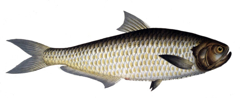 Thryssa malabarica (Thryssa malabarica) |commons:File:Thryssa malabarica.jpg