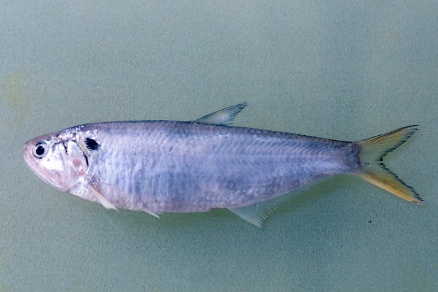 Thryssa mystax (Thryssa mystax) |commons:File:Thryssa mystax.jpg