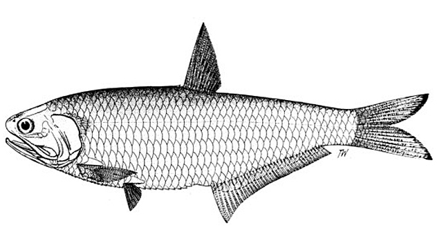 Thryssa scratchleyi (Thryssa scratchleyi) |commons:File:Thryssa-scratchleyi-FAO alt A.jpg